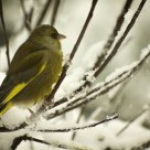 Green Finch